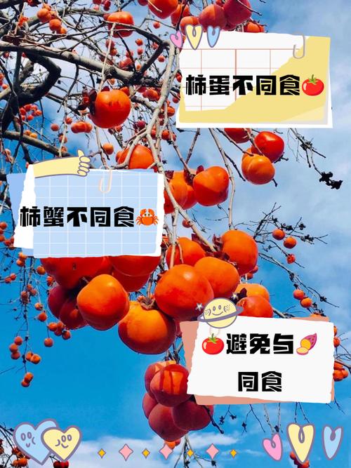 柿子和什麼相剋