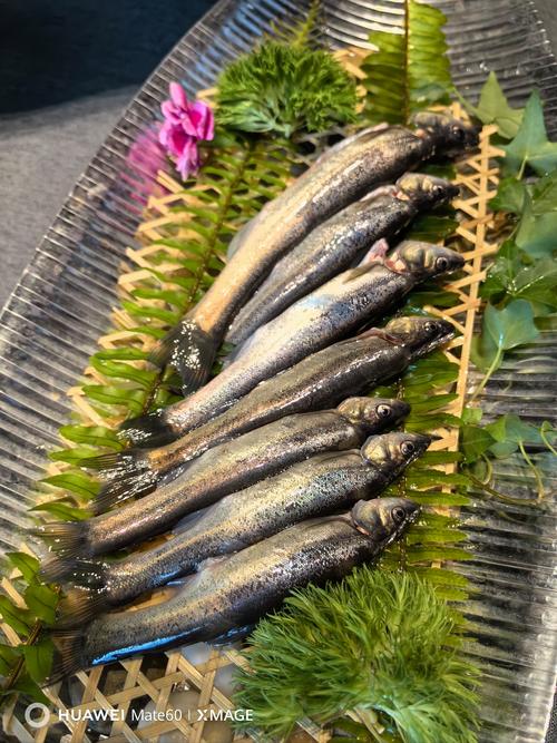 鮭魚怎麼看新不新鮮?掌握視覺、觸覺、嗅覺與專業選購秘訣,內行人的挑魚指南 1 鮭魚怎麼看新不新鮮