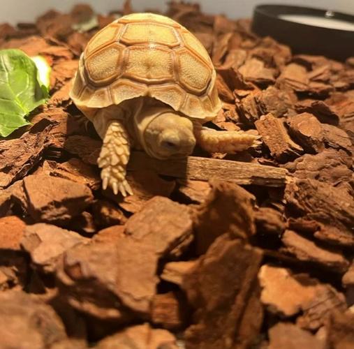 陸龜可以吃茼蒿嗎