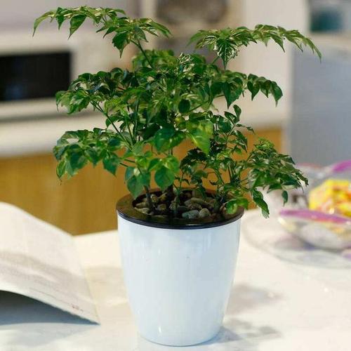 旺旺樹怎麼照顧:從新手到專家,養出枝葉茂盛的招財神樹! 1 旺旺樹怎麼照顧