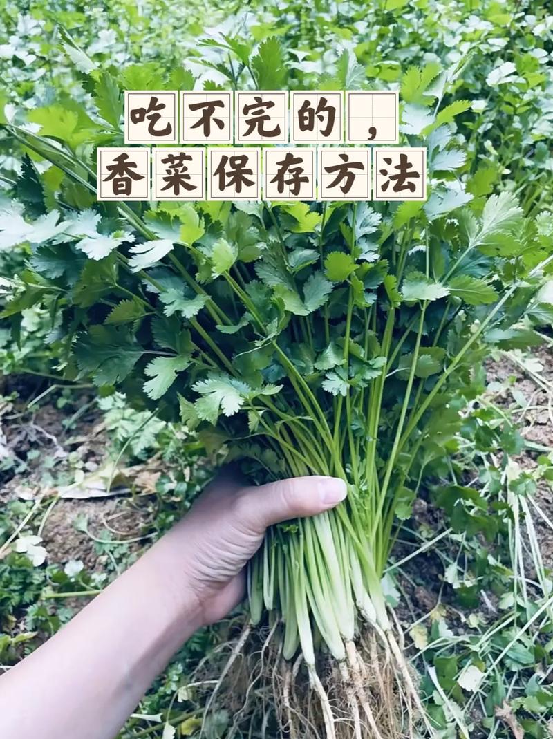 香菜不能和什麼一起吃