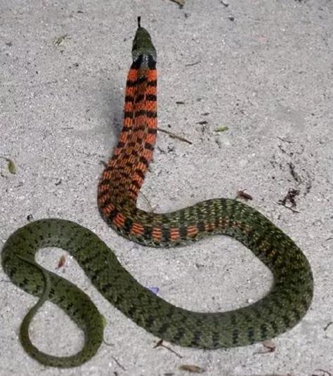 什麼剋蛇:從自然界天敵到居家防禦,全方位深入解析 3 什麼剋蛇