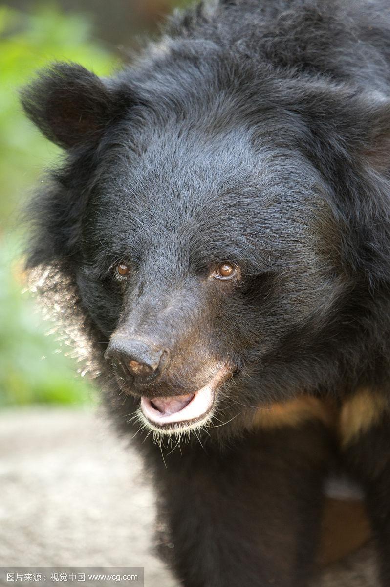 台灣黑熊會爬樹嗎