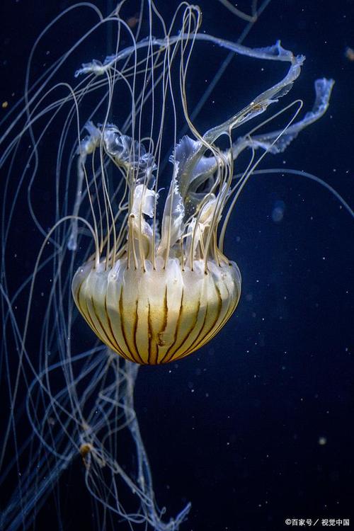 水母是什麼門?深入探索牠們的奧秘,從刺絲胞動物門的奇妙世界說起 1 水母是什麼門