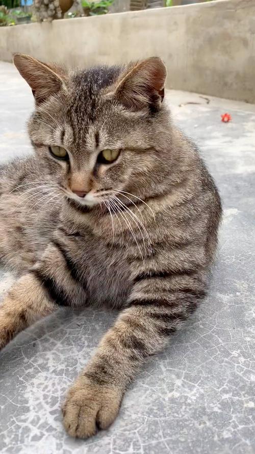 小貓會知道飽嗎