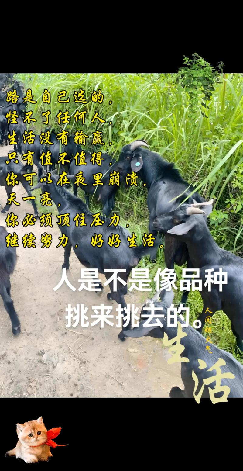 擎天崗有羊嗎?揭秘陽明山草原上那些溫馴的生態守護者——水牛! 1 擎天崗有羊嗎