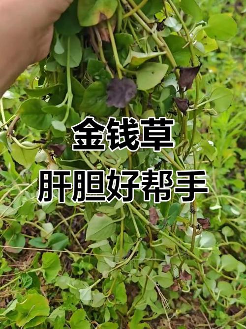 金錢草