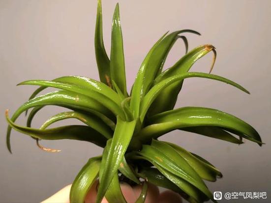 空氣鳳梨可以泡水嗎?深入解析澆水奧秘與健康養護指南 1 空氣鳳梨可以泡水嗎