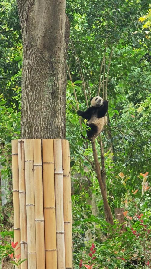 熊貓幾多個月爬樹?解密大貓熊的幼年攀爬學步與成長歷程 3 熊貓幾多個月爬樹