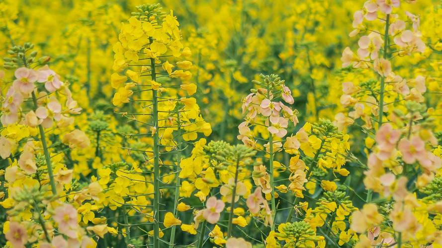 油菜花是什麼顏色?深入探討其金黃背後的奧秘與多樣性 3 油菜花是什麼顏色