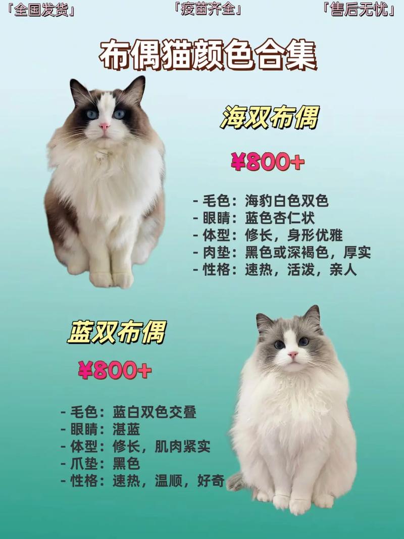 貓看不到什麼顏色