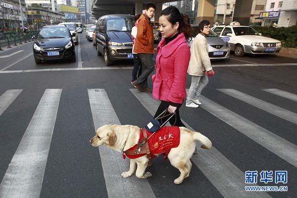 導盲犬怎麼過馬路