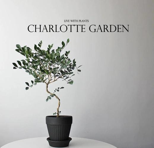 七裡香多久澆一次水