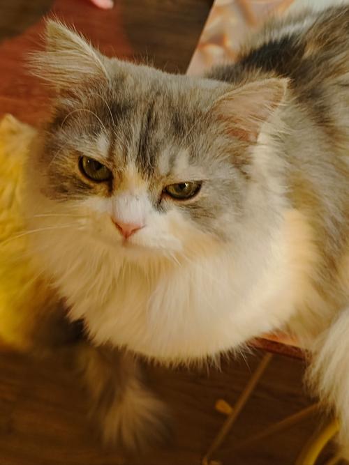 哪一種貓比較親人