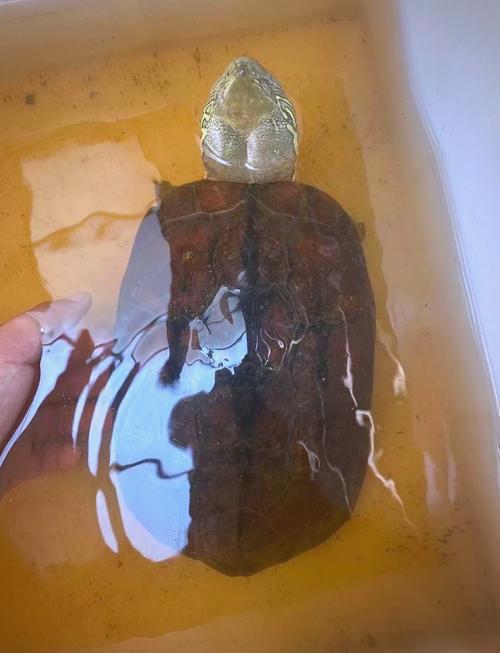 烏龜死了代表什麼