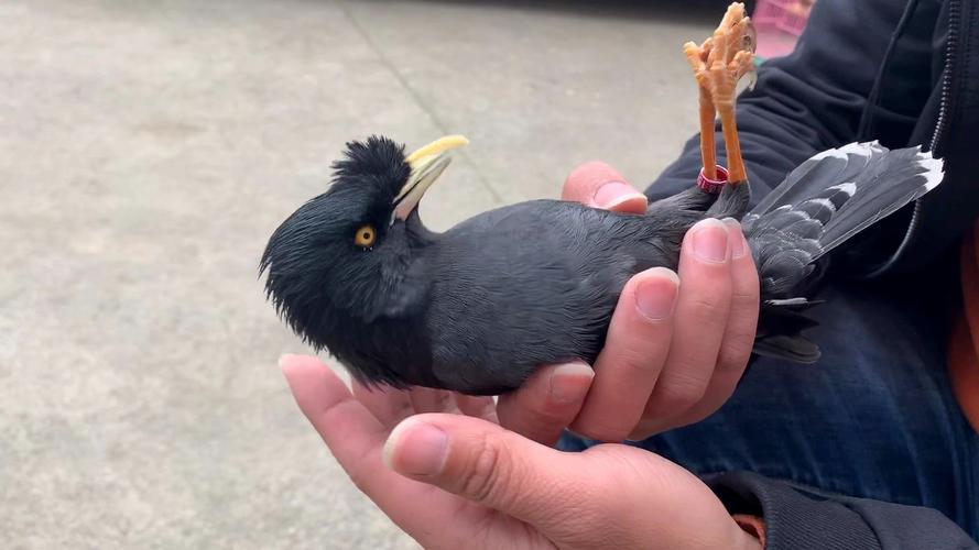 小鳥可以剪指甲嗎