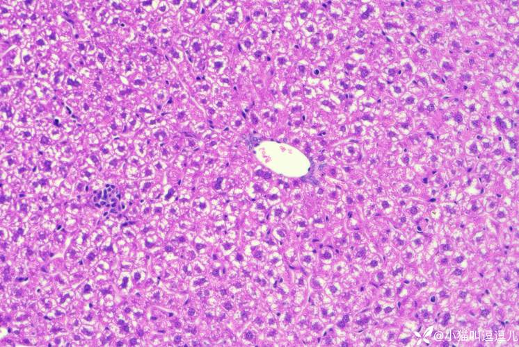 切片軟體是什麼