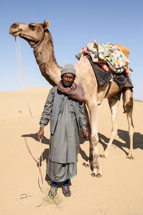 駱駝有幾個胃?深度解析:沙漠巨獸的消化奧秘與獨特生理構造 3 駱駝有幾個胃