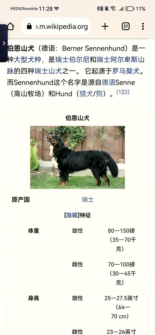 伯恩山是什麼狗