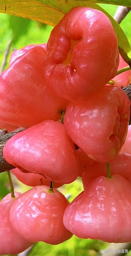 什麼水果最高級