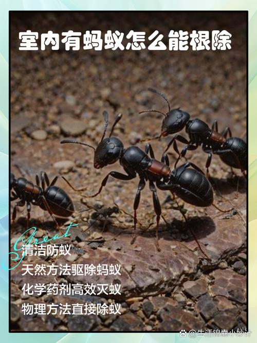 為什麼盆栽有螞蟻?深入解析、預防與根治的全面指南 1 為什麼盆栽有螞蟻