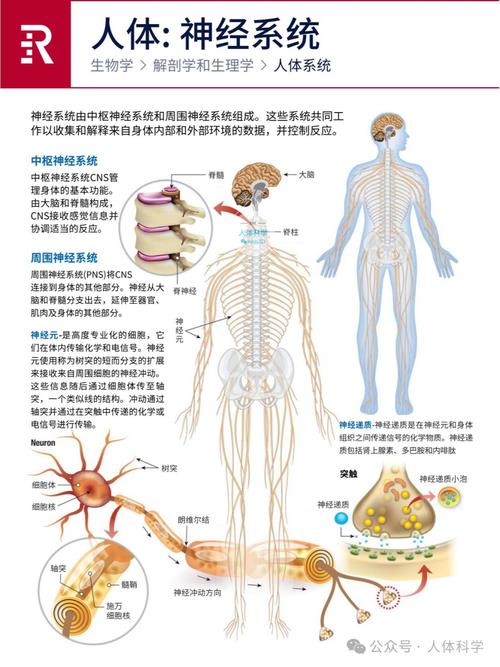 神經是結締組織嗎?深度解析神經組織的本質與其獨特性 1 神經是結締組織嗎