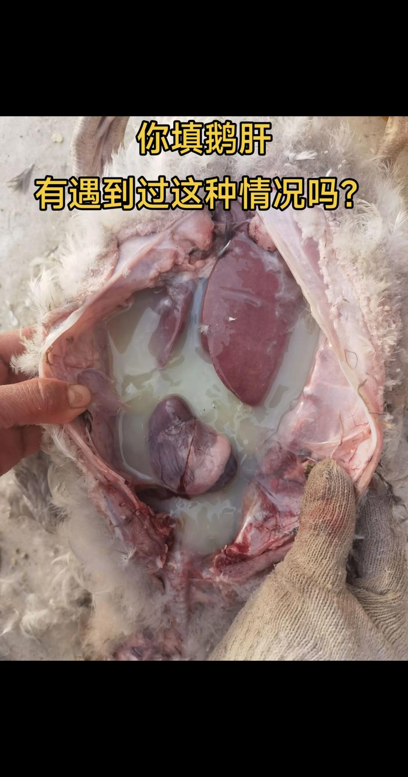 鵝肝是脂肪肝嗎:深入探討鵝肝的本質、倫理爭議與健康考量 1 鵝肝是脂肪肝嗎