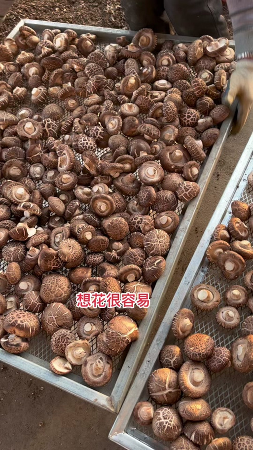 日本花菇要泡多久