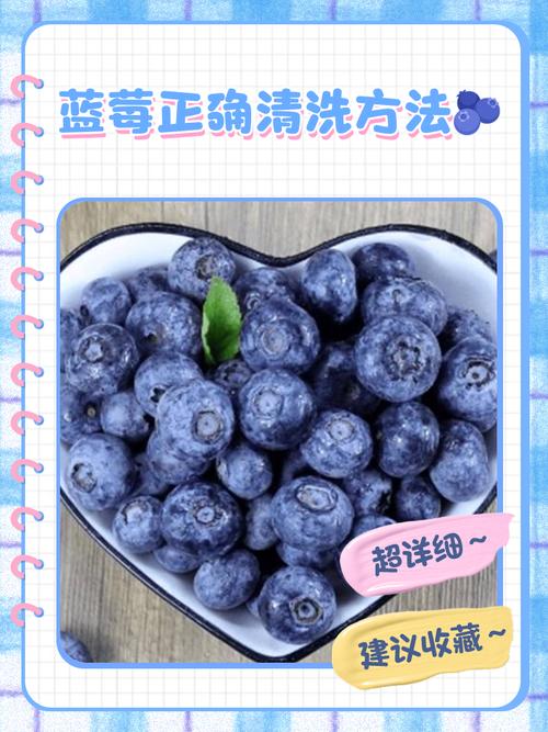 藍莓怎麼洗 比較 乾淨