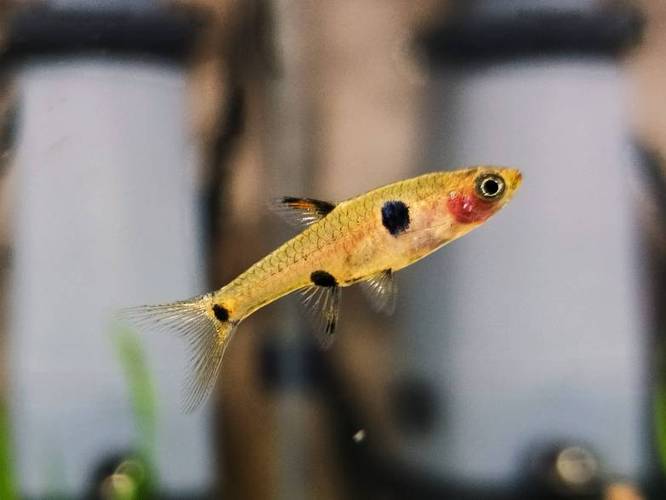 三間小丑燈好養嗎