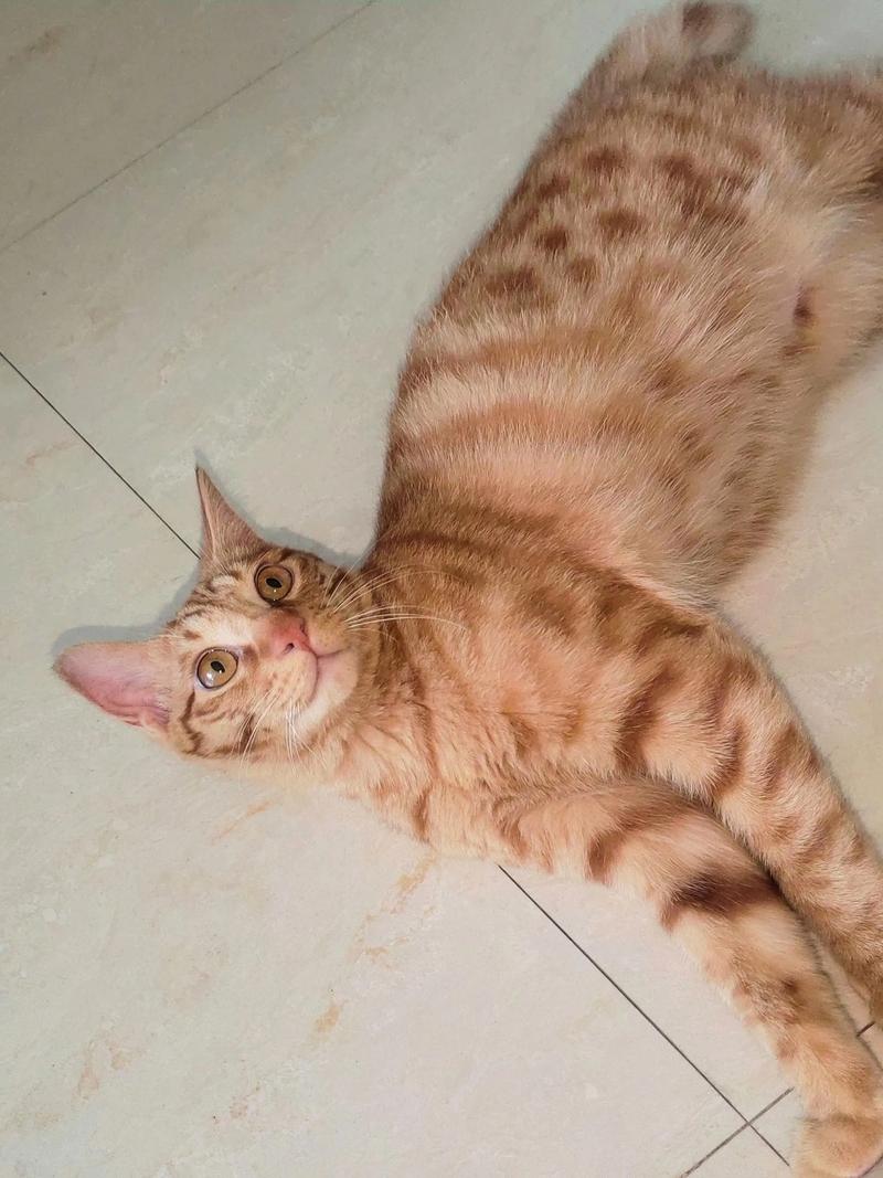 貓咪麒麟尾是什麼