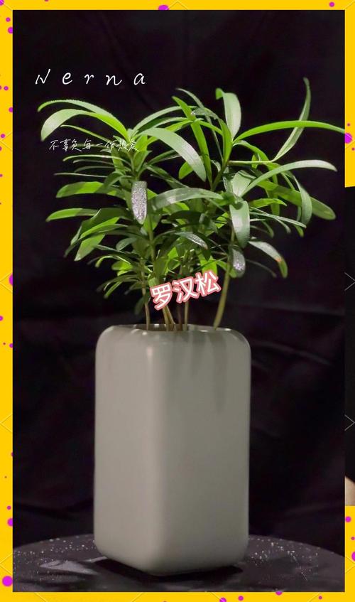 羅漢松幾天澆一次水