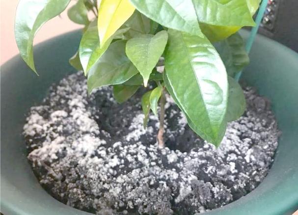 為什麼盆栽會發霉