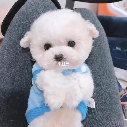 怎麼知道自己是不是領養的