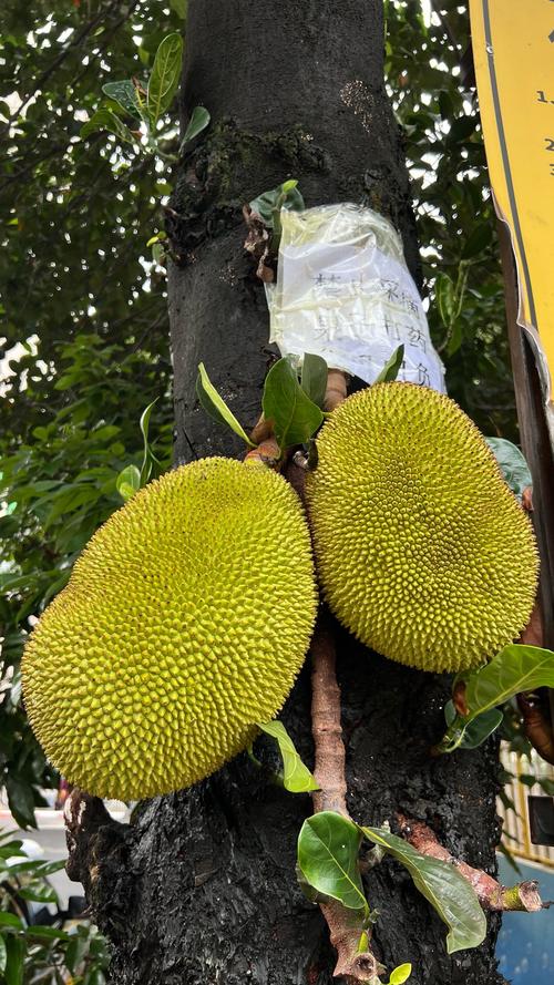 波羅蜜品種有幾種?深入探索台灣與全球的特色波羅蜜 3 波羅蜜品種有幾種