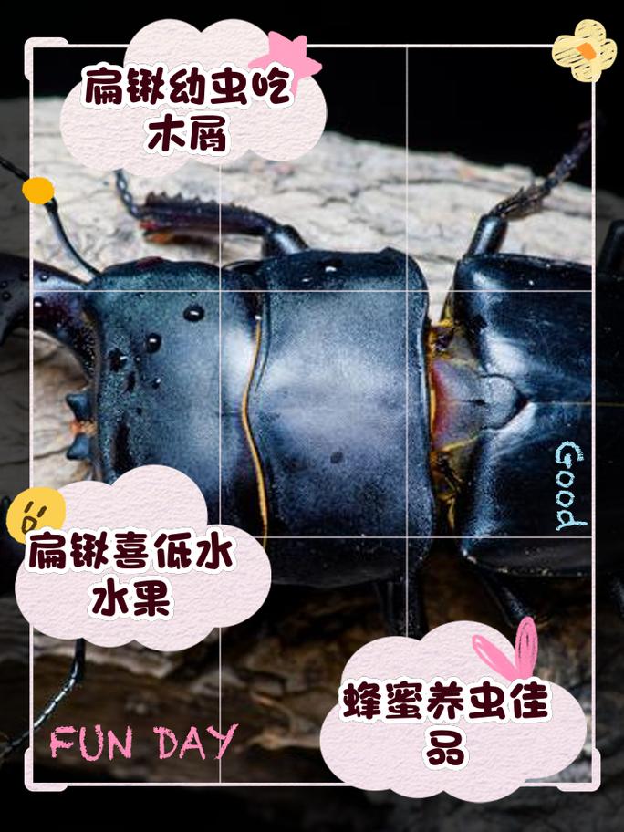 鍬形蟲如何保護自己