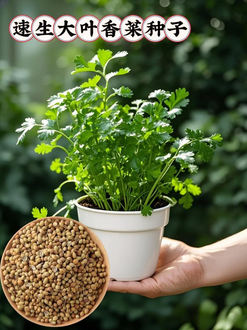 香菜需要陽光嗎?深度解析香菜光照需求與栽培秘訣,新手也能種出好香菜! 1 香菜需要陽光嗎