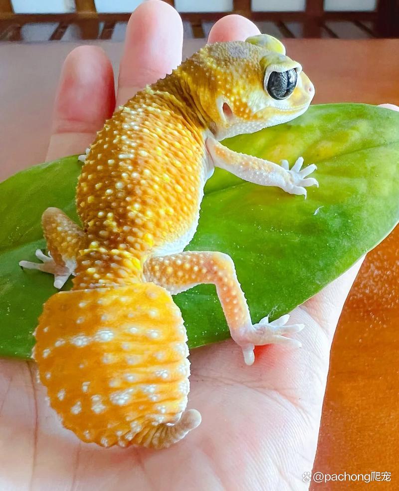 守宮有什麼顏色