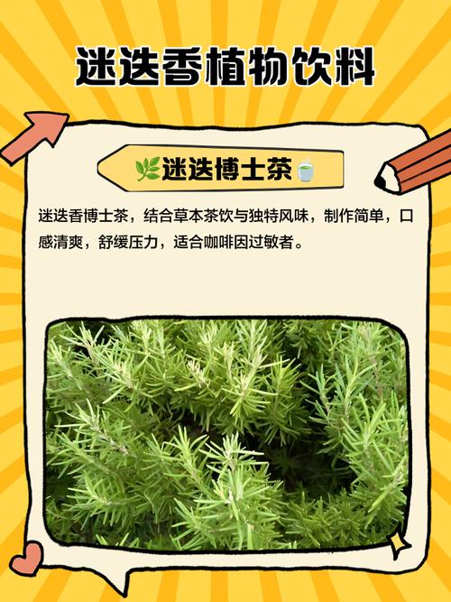 迷迭香哪裡有在賣?從盆栽到料理,全面解析購買管道與選購秘訣 3 迷迭香哪裡有在賣