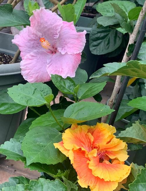 朱槿花可以食用嗎