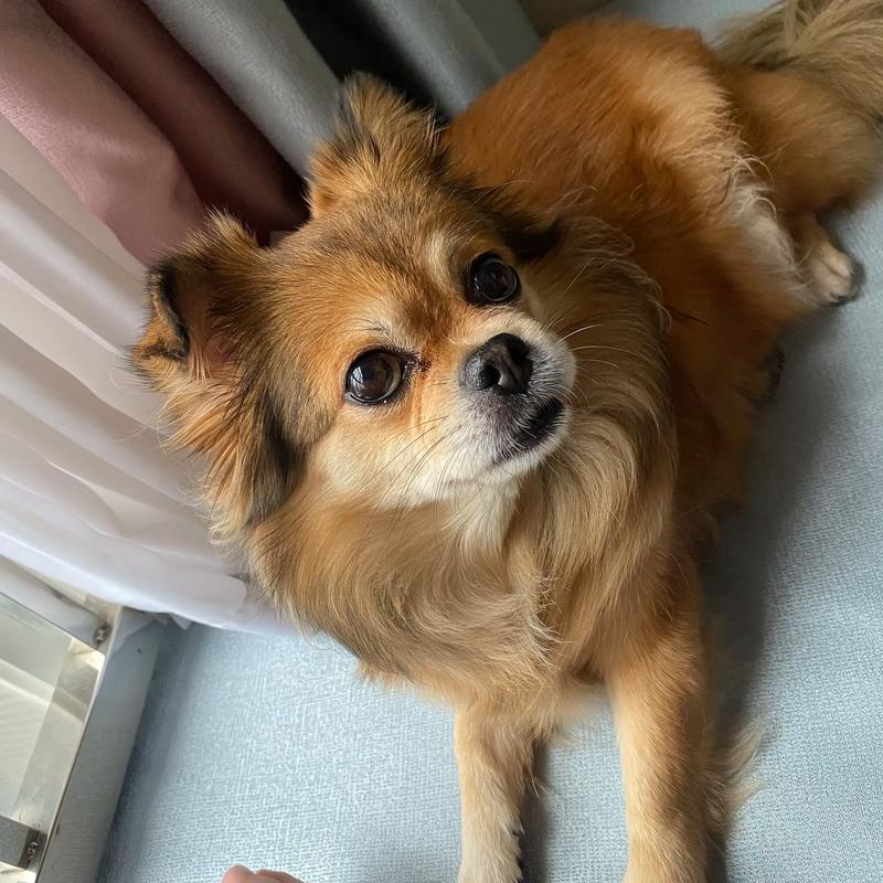 狗狗在家要開燈嗎