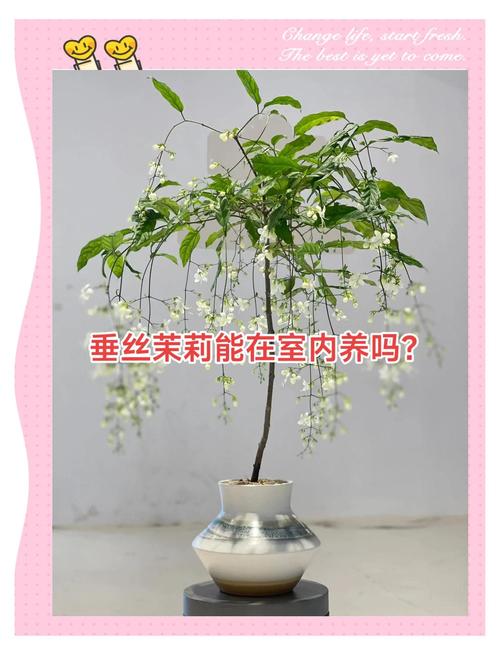 垂茉莉為什麼不開花