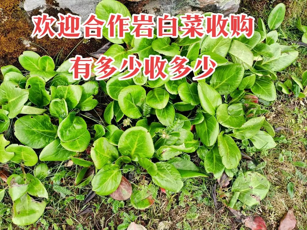 破布子幾月採收:台灣黑金的季節物語與手作秘訣全攻略 1 破布子幾月採收