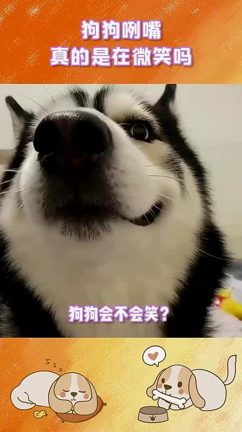 狗狗真的在笑嗎?深度剖析毛孩「笑容」背後的科學與情感連結 3 狗狗真的在笑嗎