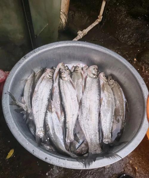 赤筆魚刺多嗎?深入剖析、選購與美味享用全攻略 1 赤筆魚刺多嗎