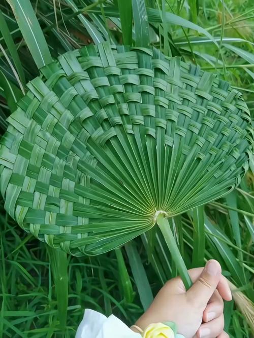 棕櫚葉代表什麼