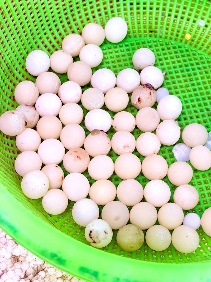 鱉蛋可以放多久