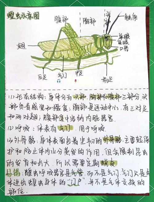 蝗蟲用什麼呼吸