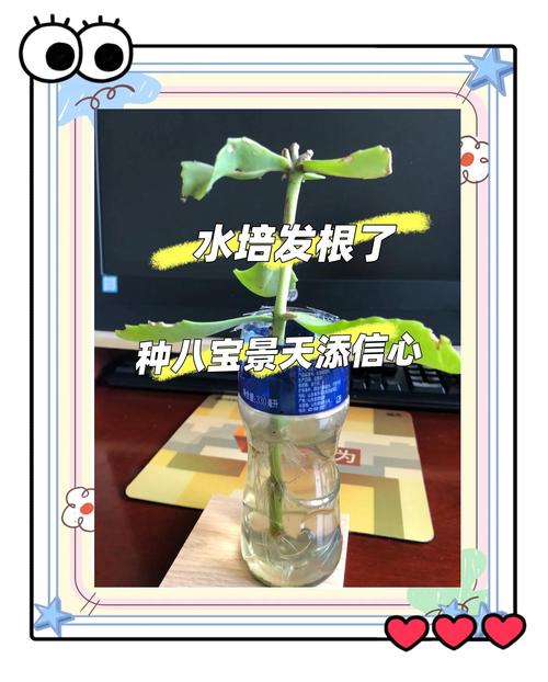 生根水多久澆一次