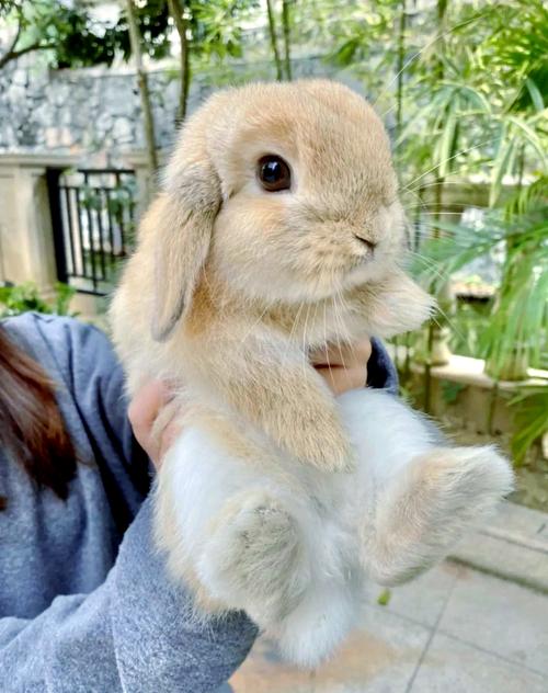 可以摸兔子的耳朵嗎